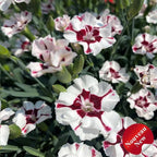 RedCrocus Everlast Peach' Pinks, Sweet William Dianthus- Vibrant Fragrant Blooms, Pollinator Attractant, Container & Border Plant, Pet Safe, Easy Care, Hardy Zones 3-8 1 Gallon