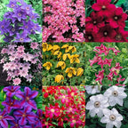 Clematis Vine Plants Live in Pot, 8 Months Old Seedlings Climbing Flowering, Outdoor Trellis Fences, Cold Hardy (Random Clematis)