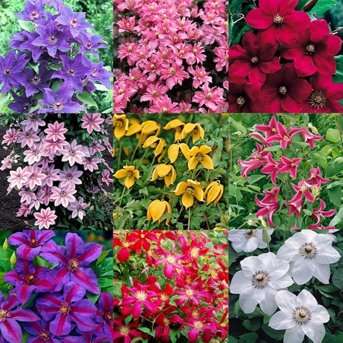 Clematis Vine Plants Live in Pot, 8 Months Old Seedlings Climbing Flowering, Outdoor Trellis Fences, Cold Hardy (Random Clematis)