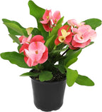 Altman Plants Crown of Thorns Plant (Euphorbia milii) in 4.25" Pot, Easy Plant Care, House Plant & Live Succulent, Year Round Indoor Flowering Plants with Indoor Plant & Live Cactus Soil Potting Mix