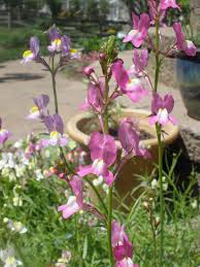 Snapdragons Fairy Bouquet, Linaria Maroccana Seeds, (200+) Beautiful Mix of Bright Colorful Blooms