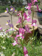 Snapdragons Fairy Bouquet, Linaria Maroccana Seeds, (200+) Beautiful Mix of Bright Colorful Blooms