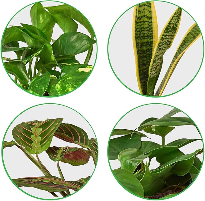 Low Light Live Plants for Indoor | Different Houseplants in Multiple Sizes | Real House Plant for Living Room, Office, Desk & Bathroom