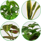 Low Light Live Plants for Indoor | Different Houseplants in Multiple Sizes | Real House Plant for Living Room, Office, Desk & Bathroom
