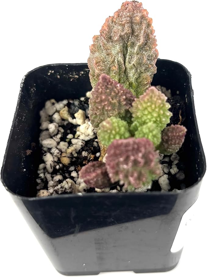 Adromischus Herrei Rare Succulent, Live Plant in 2 Inch Pot, Green Purple Red, Indoor Use