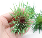 Mini Small Artificial Air Plants, Look Real Succulants Plant Faux Greenery Bromeliads for Garden Home Office Decoration (Green and Red)