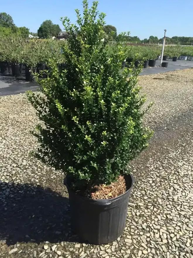RedCrocus Steeds' Japanese Holly Ilex crenata Evergreen Shrub, Perfect for Hedges & Borders, Low Maintenance, Pet Safe, Container & Landscape Use 2' h 3 Gallon