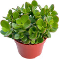 Jade Plant 4" Crassula Ovata Jade Compact Succulent Plants Live, Easy to Grow Hard to Kill Houseplant by The Succulent Cult