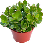 Jade Plant 4" Crassula Ovata Jade Compact Succulent Plants Live, Easy to Grow Hard to Kill Houseplant by The Succulent Cult