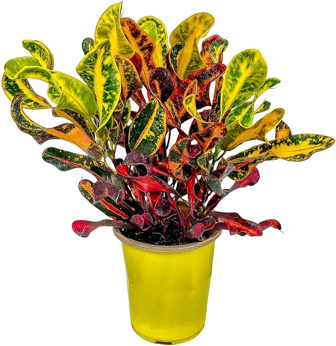 Croton Mammy - 16" to 20" Overall Height - Live Variegated Plant - Tropical Plants of Florida (Plant in Growers Pot)