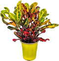 Croton Mammy - 16" to 20" Overall Height - Live Variegated Plant - Tropical Plants of Florida (Plant in Growers Pot)