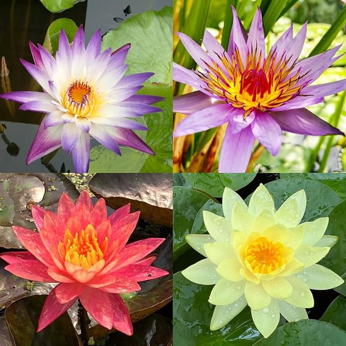 4 Pack Live Water Lily Pre-Grown Tuber in Red, Blue, Purple, Yellow Flower for Indoor-Outdoor Pond Decoration