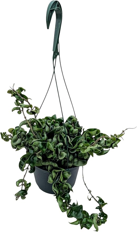 Live Hindu Rope Plant in 6-Inch Hanging Pot, Indoor Decorative Hoya Carnosa Compacta, Green Trailing Houseplant