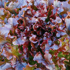 1000 Salad Bowl Red Lettuce Seeds for Planting 2+ Grams of Seeds Non GMO Heirloom Garden Vegetable Survival Baby Greens Bulk