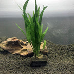 Live Plants on Driftwood | Aquatic Plants for Aquariums and Vivariums (Microsorum on Small Driftwood)