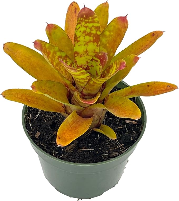 ragnaroc Live Plants – Bromeliad Neoregelia Clementine, 4-8" in 4" Pot - 1ct - Live Arrival Guaranteed - House Plants for Home Decor & Gift
