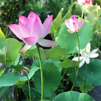 ZEshops 10pcs Mixed Color Bonsai Bowl Lotus Live Plants Pre-Sprouted - Aquatic Beauties for Indoor and Outdoor Serenity