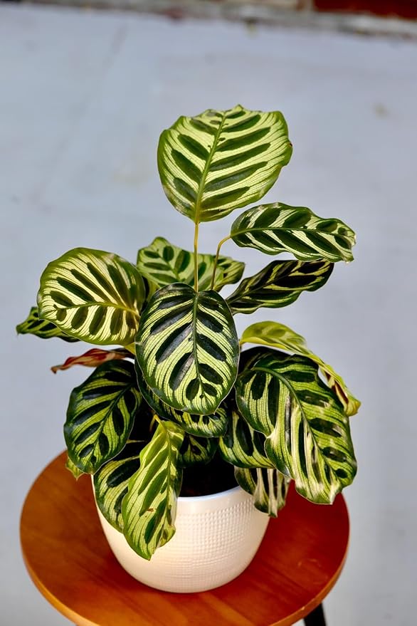 PLANTVERS Live Calathea Plant – Low-Maintenance Indoor Houseplant | Low-Light & Easy-Care Pet-Friendly Plant | Air-Purifying Tropical Houseplant (Calathea Makoyana, 6" Nursery Pot)