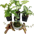 Josh's Frogs Dart Frog Vivarium Bioactive Plant Kits (10 Gallon)