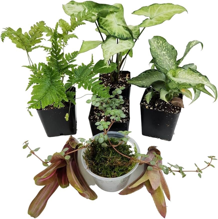 Josh's Frogs Dart Frog Vivarium Bioactive Plant Kits (10 Gallon)