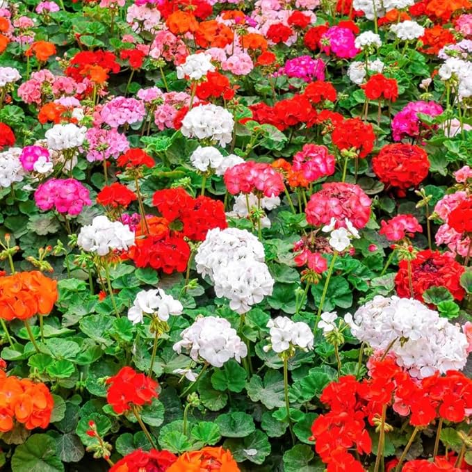 Set 2 Geranium Plants Live, 4-9 Inches Tall, Hardy Flowering Geraniums for Garden or Pots, Fragrant Perennial Blooms (Mixed Geranium)