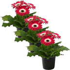 Live Flowering Gerbera Daisies - Rose and White Bicolor (3 Plants Per Pack) - Beautiful Spring Flowers - 12" Tall by 5" Wide in 1 Qt Pot