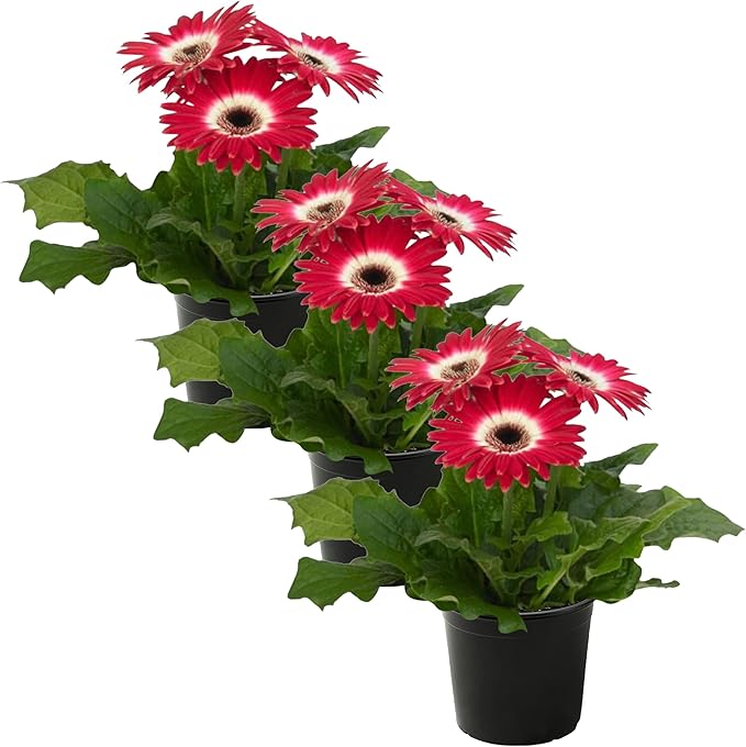 Live Flowering Gerbera Daisies - Rose and White Bicolor (3 Plants Per Pack) - Beautiful Spring Flowers - 12" Tall by 5" Wide in 1 Qt Pot