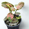 Syngonium Strawberry Ice Live Plant – Rare Variegated Arrowhead Vine – Easy Care Indoor Houseplant Starter – Pink Green Foliage Plant Gift for Home & Office Decor (Heat Pack Included)