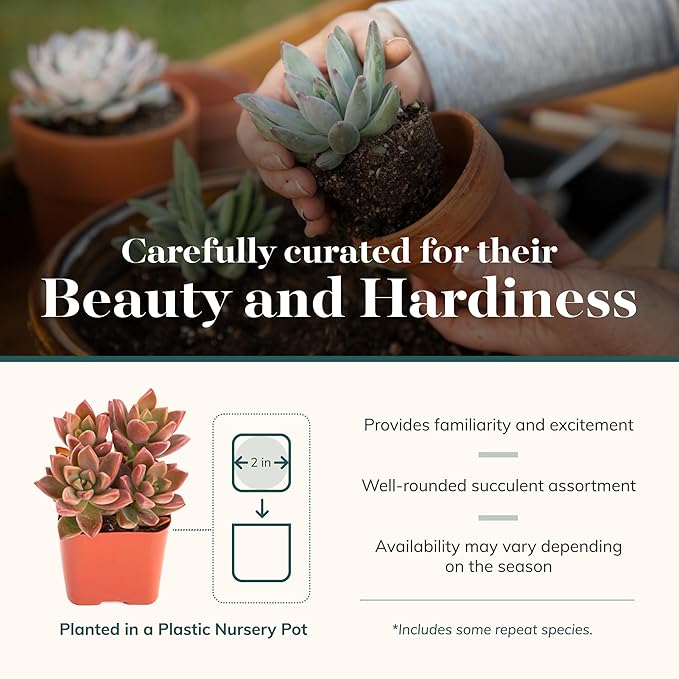 Shop Succulents Assorted Succulent Plant Pack Bulk Collection - Live Mini Succulent Plants, Low Maintenance, Mixture of Colors & Textures - Wedding and Party Favors, Gift & Garden, Pack of 100