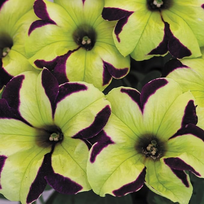 Rare Petunia Seeds for Planting - 300+ Beautiful Perennial Petunia Seeds Heirloom Flowers- High Germination Rate Open Pollinated