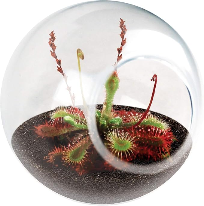 Unique Gardener Tiny Terrarium Plant Seeds 2 Variety Pack, DIY Indoor Succulents and Live Plants for Home or Garden Planting, 2 Eack of Assorted Carnivorous Pack