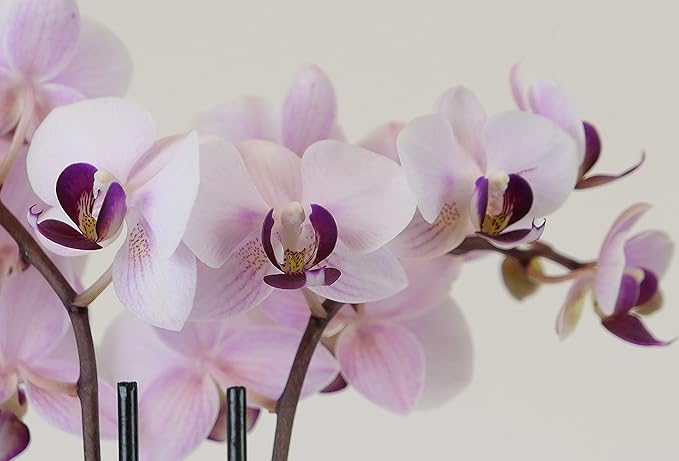 Athena's Garden Two Sets of Live Orchid Plants, Light Pink & Purple Double Spike Phalaenopsis in Container