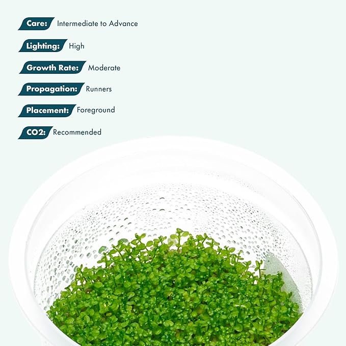 SubstrateSource Live Plant - Dwarf Baby Tears Hemianthus Callitrichoides Live Aquarium Plant Tissue Culture Cup - 100% Snail Free in Vitro (Dwarf Baby Tears)