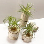 Artificial Flocking Tillandsia Air Plants Faux Succulents Bromeliads for Indoor/Outdoor Garden and Home Decor, Terrarium Decorations, Arrangements, Office, and Displays (2, Mini Small)