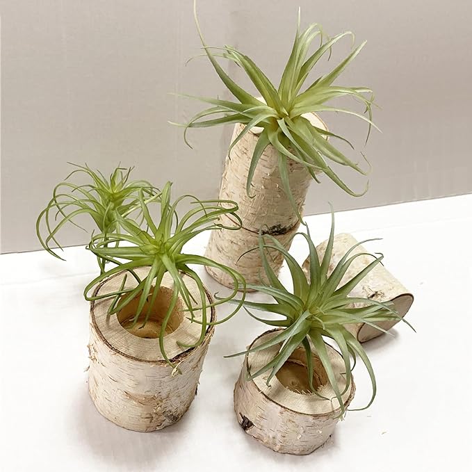 Artificial Flocking Tillandsia Air Plants Faux Succulents Bromeliads for Indoor/Outdoor Garden and Home Decor, Terrarium Decorations, Arrangements, Office, and Displays (2, Mini Small)