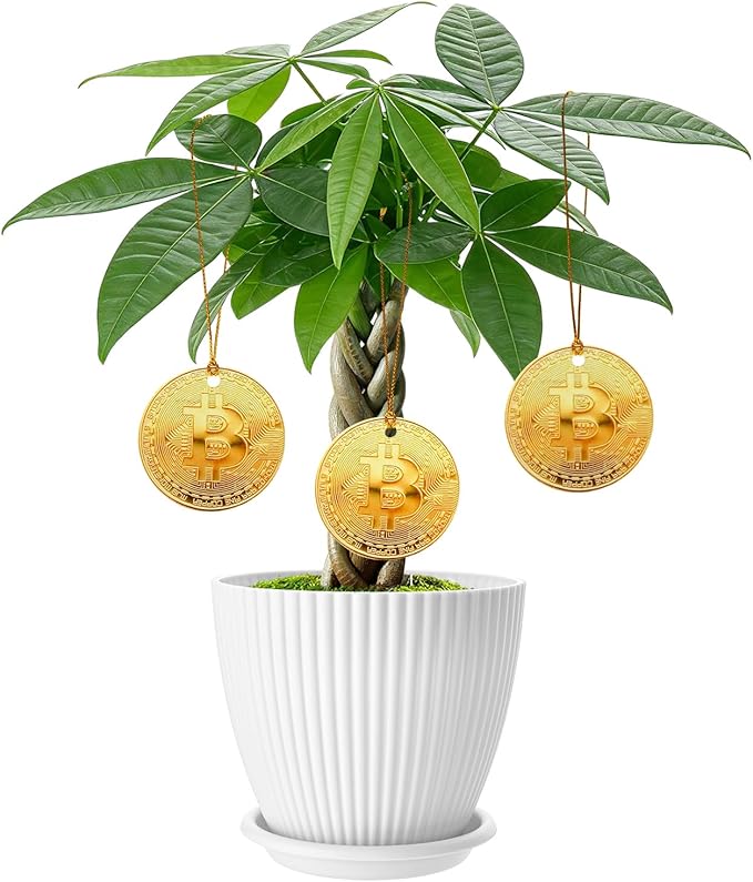 Money Tree Live Plants, Easy to Grow Indoor Houseplants in 4-Inch White Plastic Pot, with Decorative Card A