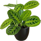 Live Plant, Lemon Lime Maranta Prayer Plant, Pet Friendly, Air Purifying Plant, Easy Care, Easy to Grow Live Indoor Plant, Houseplant, Rare Indoor Plant, Home Décor 4.7" Pot by Hopewind Plants Shop