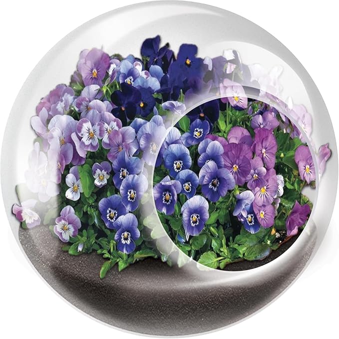 Unique Gardener Tiny Terrarium Plant Seeds 6 Variety Pack, DIY Indoor Succulents and Live Plants for Home or Garden Planting, Assorted Flowering Pack