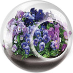 Unique Gardener Tiny Terrarium Plant Seeds 6 Variety Pack, DIY Indoor Succulents and Live Plants for Home or Garden Planting, Assorted Flowering Pack