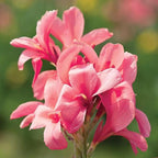 Chalily Canna 'Pink Erebus', a Great Live Pond Plant for Your Water Garden. Filters koi and Goldfish Ponds. Good for Bogs, Plant Shelf or Shallow Water This marginal Aquatic is a Real Beauty