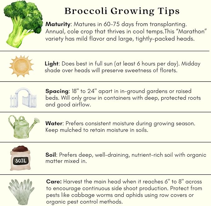 Clovers Garden Broccoli Marathon Plants- Two (2) Live Plants – Non-GMO - Not Seeds - Each 4" to 8" Tall – in 4" Inch Pots - High-Yield, Cold Tolerant