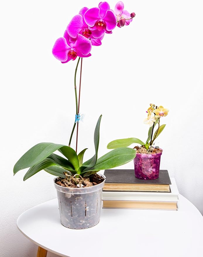 rePotme Orchid Pot Growers Assortment (4 Slotted Clear Orchid Pots - 1 Each of 3, 4, 5, 6 Inch) - Premium Orchid Planters, Orchid Pots with Holes for Repotting