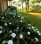 Perfect Plants Radican Gardenia Live Plant, 1 Gallon Pot