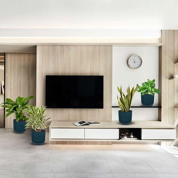 Air Purifying Live Plants for Indoor | Different Houseplants in Multiple Sizes | Real House Plant for Living Room, Office, Desk & Bathroom
