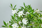 Perfect Plants Frostproof Gardenia Live Plant, 3 Gallon Pot
