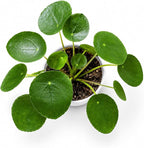 Chinese Money Plant - Pilea Peperomioides Plant Live - Air Purifying Plants Live Houseplants - Low Maintenance Coin Plant - Feng Shui Indoor House Plant for Good Luck