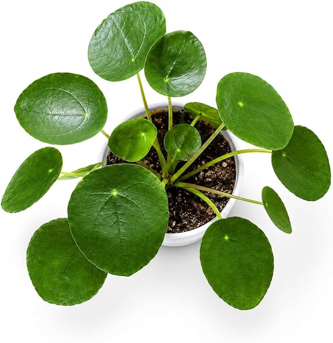 Chinese Money Plant - Pilea Peperomioides Plant Live - Air Purifying Plants Live Houseplants - Low Maintenance Coin Plant - Feng Shui Indoor House Plant for Good Luck