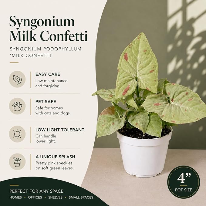 Syngonium Milk Confetti Live Plant, Mint and Pink Indoor Plant, Pink Variegated Plant, Easy Houseplant, Live Plants Indoor Syngonium Plant Live