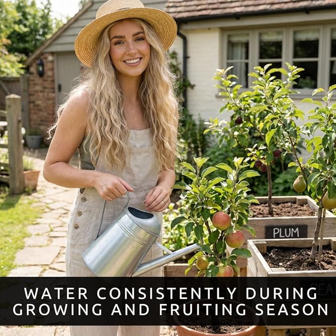 Apple, Plum & Pear Trees (3-Pack) – Dwarf Fruit Trees, Easy Grow Backyard Orchard Starter Kit (3 Pack - 1 of Each Tree)