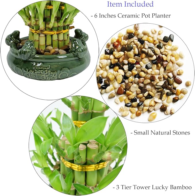Athena’s Garden Lucky Bamboo Indoor Live Plant 3 Tier Tower Fresh Plant in Ceramic Planter (Frog)